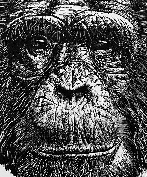 Chimpanzee 150 by J Watkins